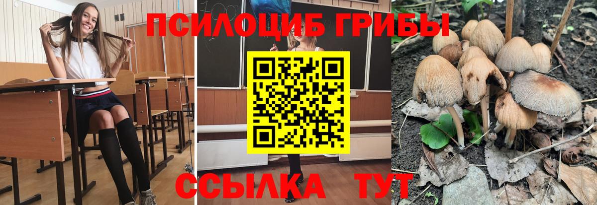 Псилоцибиновые грибы Psilocybine cubensis  Великие Луки 